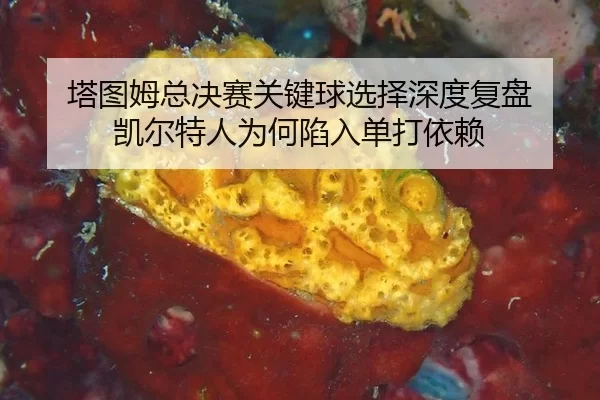 塔图姆总决赛关键球选择深度复盘 凯尔特人为何陷入单打依赖