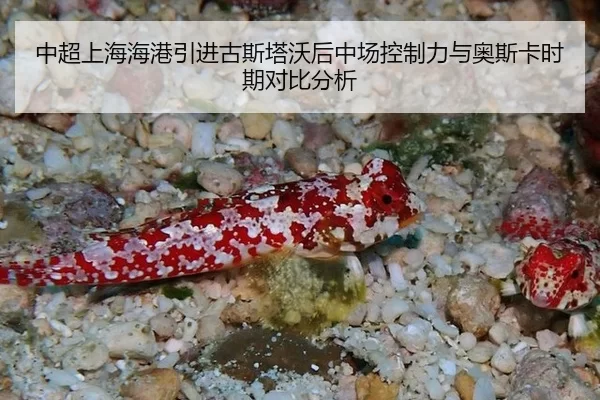 中超上海海港引进古斯塔沃后中场控制力与奥斯卡时期对比分析